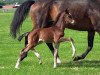 dressage horse Hengst von For Kingdom / Blue Hors Leredo (Oldenburg, 2023, from For Kingdom)