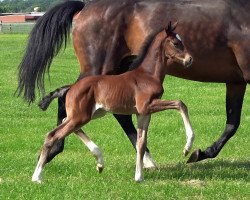 dressage horse Hengst von For Kingdom / Blue Hors Leredo (Oldenburg, 2023, from For Kingdom)