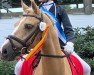 dressage horse Carlito 44 (German Riding Pony, 2012, from Steendiek's Constantino)