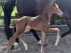 dressage horse Hengst von Fynch Hatton / Dancier (Oldenburg, 2023, from Fynch Hatton)