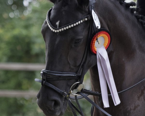 dressage horse Kalea (Pinto, 2017)