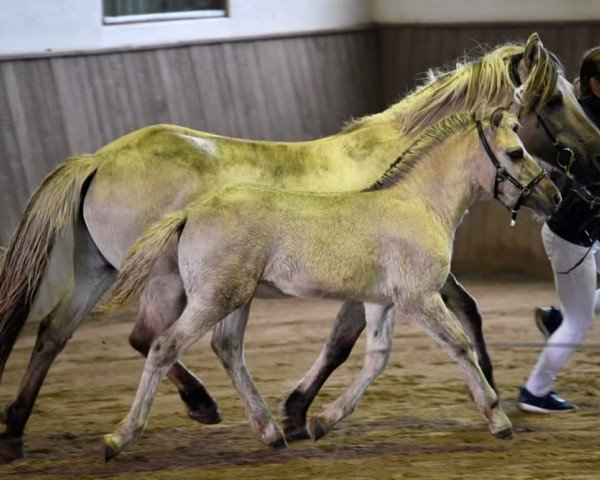 Pferd Glonki (Fjordpferd, 2023, von Gråggi)