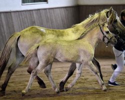 horse Glonki (Fjord Horse, 2023, from Gråggi)