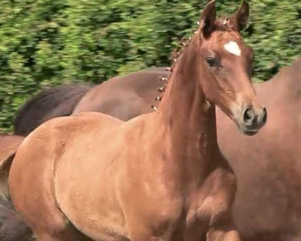 dressage horse Einfach Edel LE (Oldenburg, 2023, from Vivaldos)