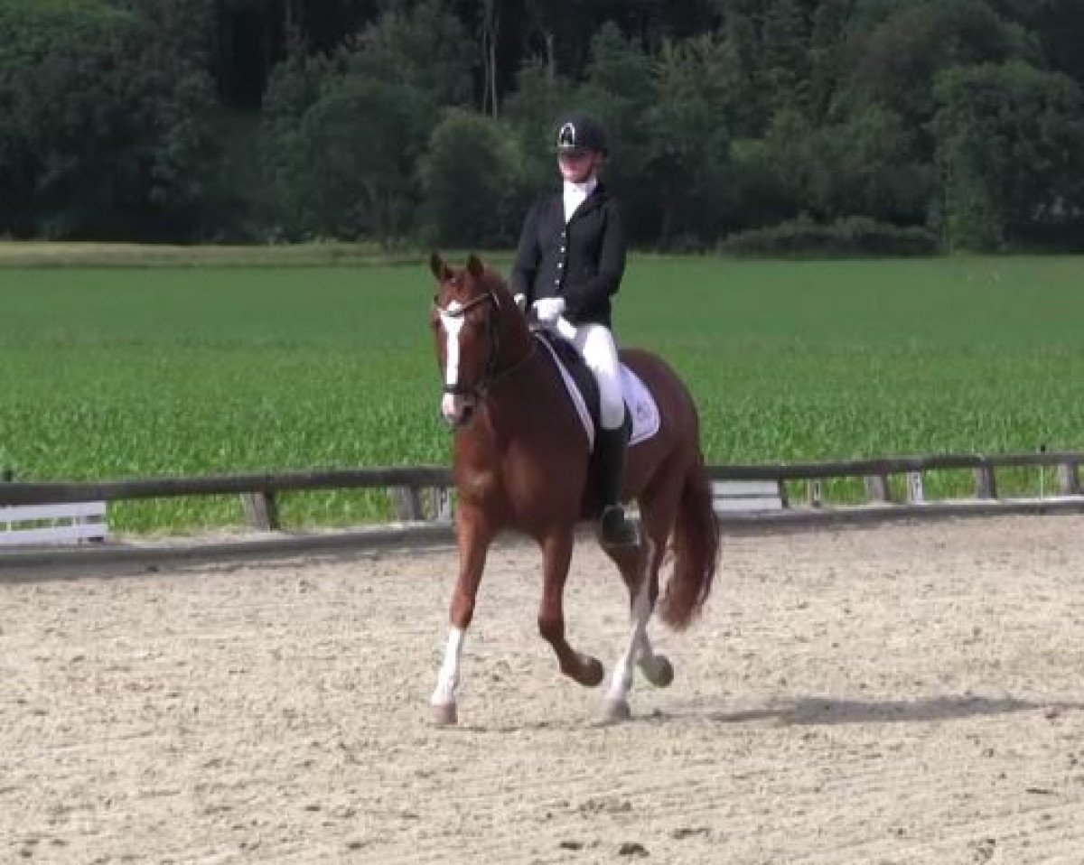 Dressurpferd Dante Alighieri (Deutsches Reitpony, 2010, von FS Don't Worry)