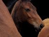 Springpferd ZZ-Touch LE (Oldenburger Springpferd, 2023, von Finishing Touch Wareslage)