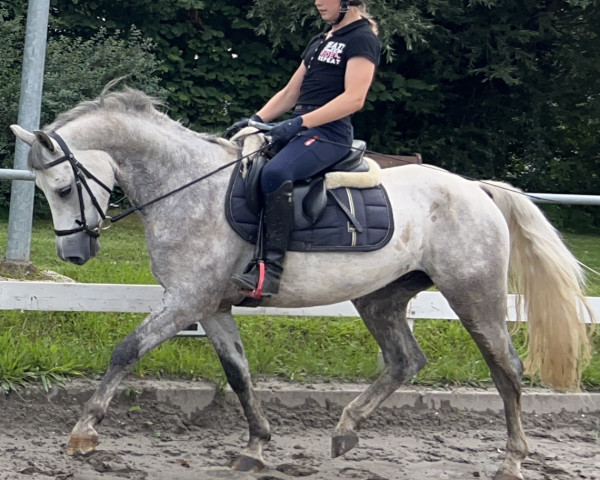 dressage horse Holsteins Glücksbringer (Welsh-Pony (Section B), 2019, from Mahrdorf Grenadir)