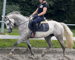 Dressurpferd Holsteins Glücksbringer (Welsh Pony (Sek.B), 2019, von Mahrdorf Grenadir)