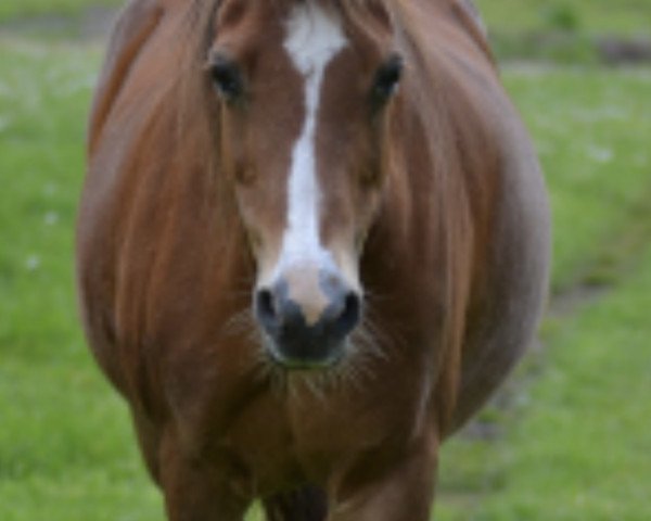 horse Holstein‘s Joyce (Welsh-Pony (Section B),  , from Horsegate Minstrel)