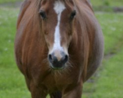 Pferd Holstein‘s Joyce (Welsh Pony (Sek.B),  , von Horsegate Minstrel)