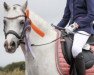 dressage horse Littlewern Shelley (Welsh mountain pony (SEK.A), 2012, from Llanfilo Master Prophet)