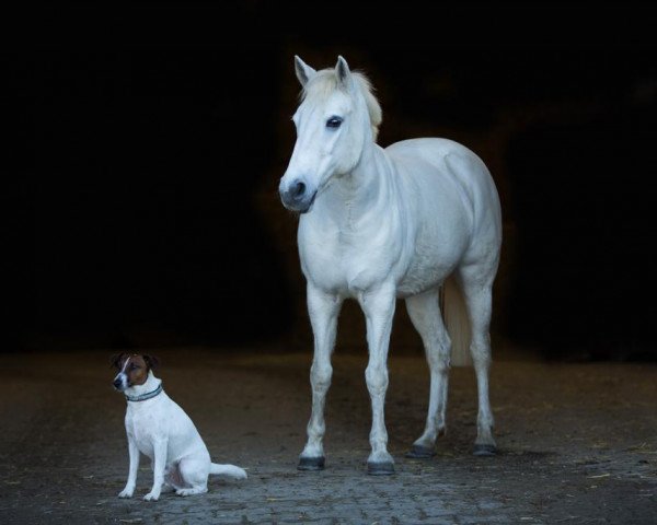 Pferd Sina (Deutsches Reitpony, 1993, von Nordwind 61)