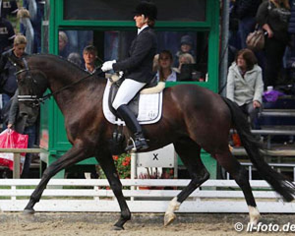 dressage horse Goldmond TSF (Trakehner, 2010, from Imperio 3)