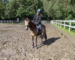 Pferd Elin‘s Dior (Deutsches Reitpony,  , von Nightwind)