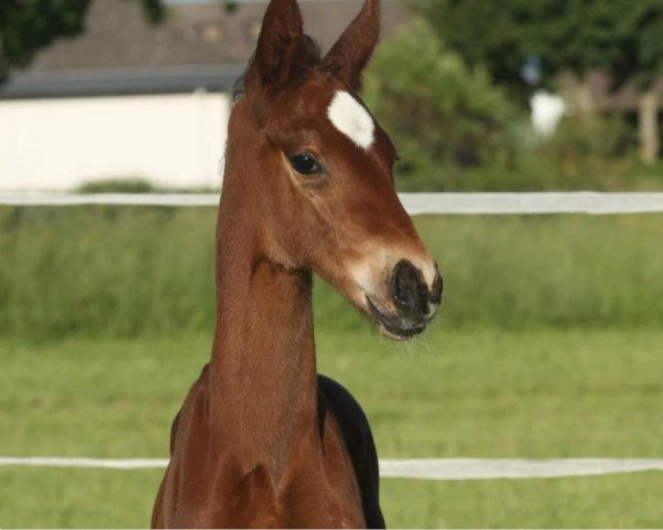 broodmare Saint-Tropez 5 (Oldenburg, 2018, from Sensation)