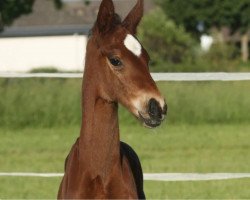 broodmare Saint-Tropez 5 (Oldenburg, 2018, from Sensation)