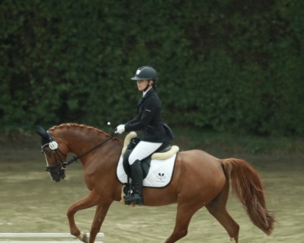 dressage horse Campino 442 (German Riding Pony, 2001, from Chantadu)