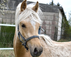 dressage horse Date of Glory MM (German Riding Pony, 2021, from Dating At NRW)