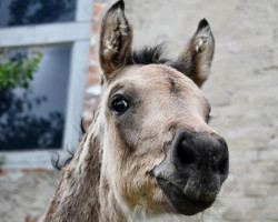 Dressurpferd Kracher Kiki MM (Deutsches Reitpony, 2023, von Gipfelstürmer)