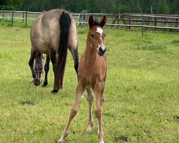 Dressurpferd Golden Heart MM (Deutsches Reitpony, 2023, von Neverland WE)