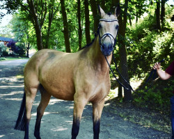 broodmare Kracher Queen MM (German Warmblood, 2018, from Qaside Md)