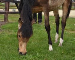 dressage horse Golden Diamond MM (German Riding Pony, 2022, from FS Next Diamond)