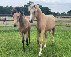 dressage horse Golden Love MM (German Riding Pony, 2021, from Fs Numero Uno)