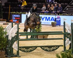 jumper Cikyra (KWPN (Royal Dutch Sporthorse), 2007, from Indorado)