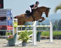 jumper Amigo (KWPN (Royal Dutch Sporthorse), 2009, from Andiamo Special)