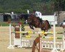 jumper Lousito (Oldenburg show jumper, 2010, from Lordanos)