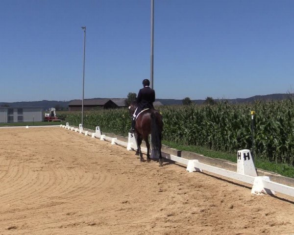 Reitturnier Ranshofen - Braunau am Inn 2023