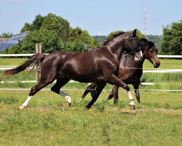 Zuchtstute Steverheides Annabell (Deutsches Reitpony, 2014, von A Gorgeous)