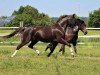 broodmare Steverheides Annabell (German Riding Pony, 2014, from A Gorgeous)