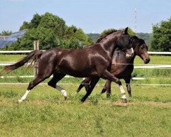 Zuchtstute Steverheides Annabell (Deutsches Reitpony, 2014, von A Gorgeous)