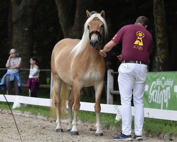 Zuchtstute Hermine W (Edelbluthaflinger, 2020, von Wonder Boy R (1,17% ox))