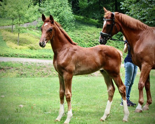 dressage horse Vino (Hanoverian, 2023, from Von und Zu)