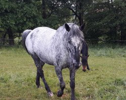 broodmare Aisha af Iwandi (Knabstrupper, 2006, from Aurel af Wendandi)