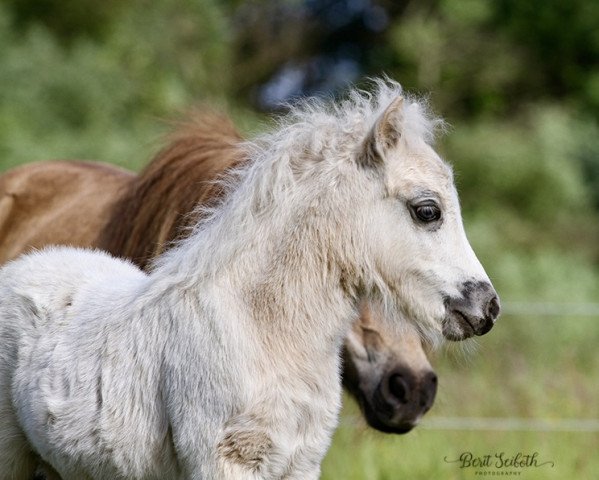 horse Kalor Morgenstern (Dt.Part-bred Shetland pony, 2021, from Mister Hotspot van de Beekseweg)