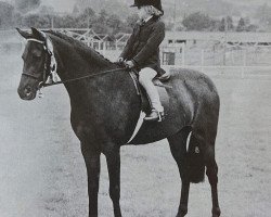 broodmare Cusop Lullaby (Welsh-Pony (Section B), 1971, from Wyrhale Airs and Graces)