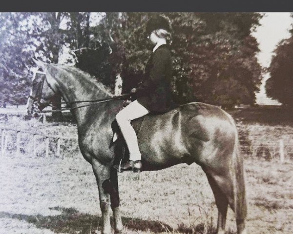 stallion Pendley Maestro (British Riding Pony, 1971, from Pendley Model)