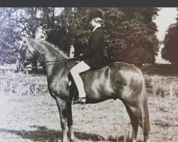 stallion Pendley Maestro (British Riding Pony, 1971, from Pendley Model)