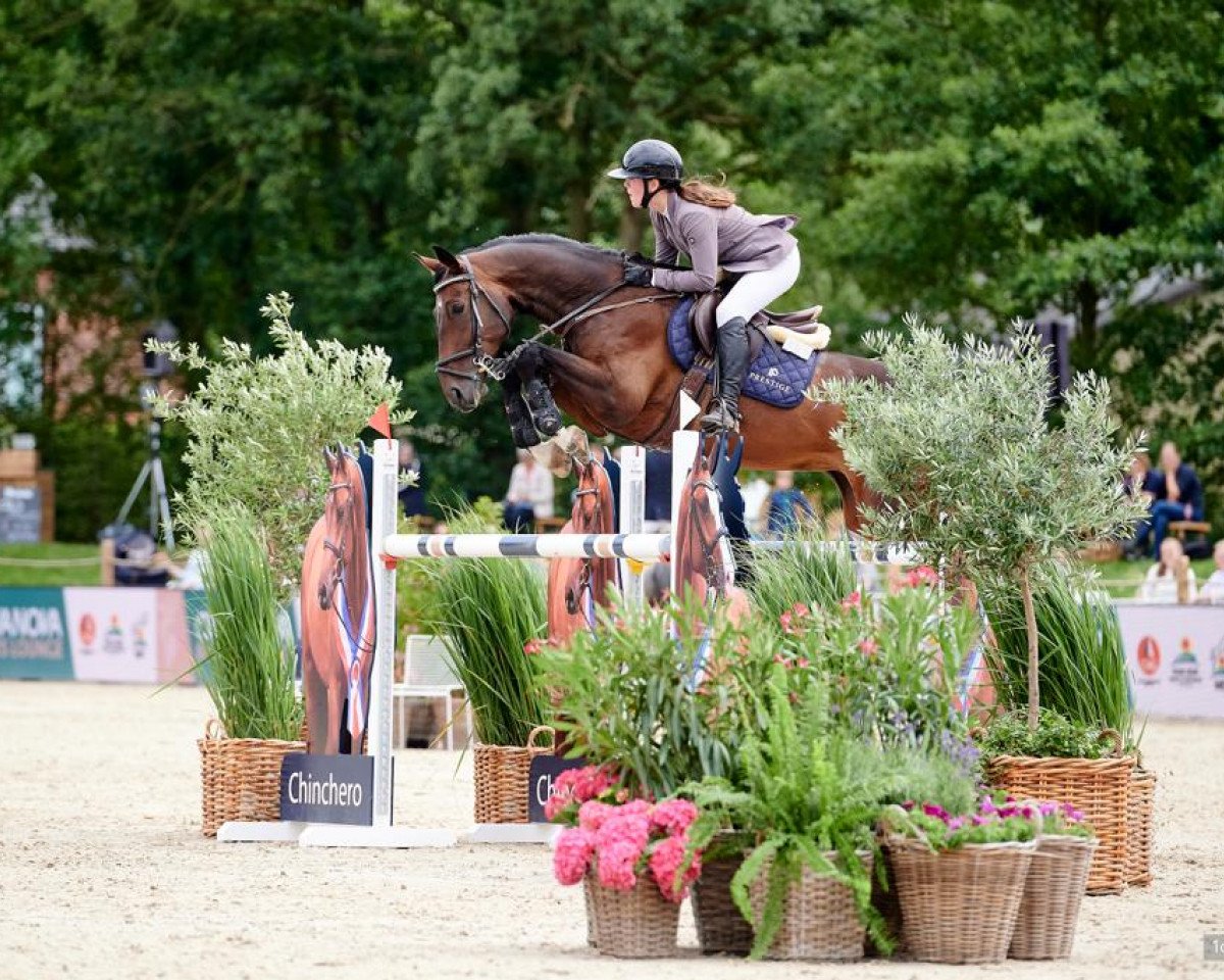 jumper Check Out S (German Sport Horse, 2016, from Champion 119)