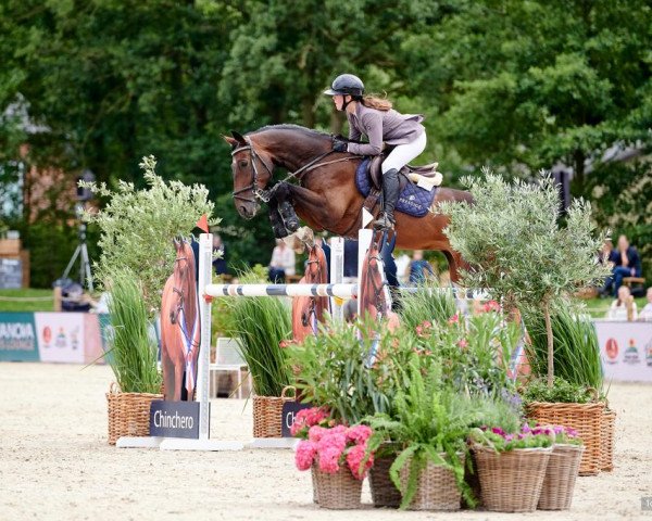 jumper Check Out S (German Sport Horse, 2016, from CHAMPION 119)