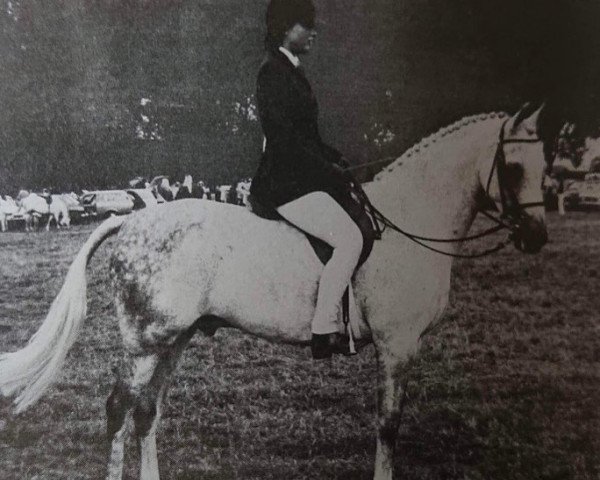 horse Weston May Dance (British Riding Pony, 1966, from Bwlch Sword Dance)