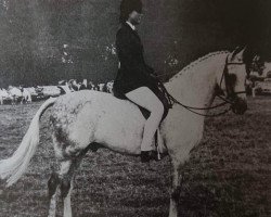 Pferd Weston May Dance (British Riding Pony, 1966, von Bwlch Sword Dance)