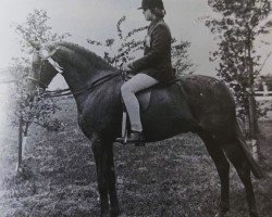 horse Drayton Polygon (Welsh Partbred, 1970, from Cusop Policy)