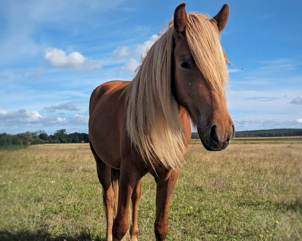 horse Týr (Iceland Horse, 2021, from Teigur vom Kronshof)