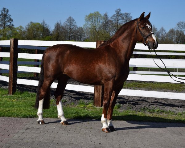 Pferd Pedro (Polnisches Warmblut, 2015, von Caretino K)