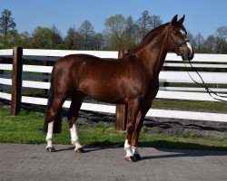 horse Pedro (Polish Warmblood, 2015, from Caretino K)