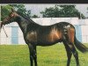 Deckhengst Deanhills Royal Portrait (British Riding Pony, 1996, von Sandbourne Royal Ensign)